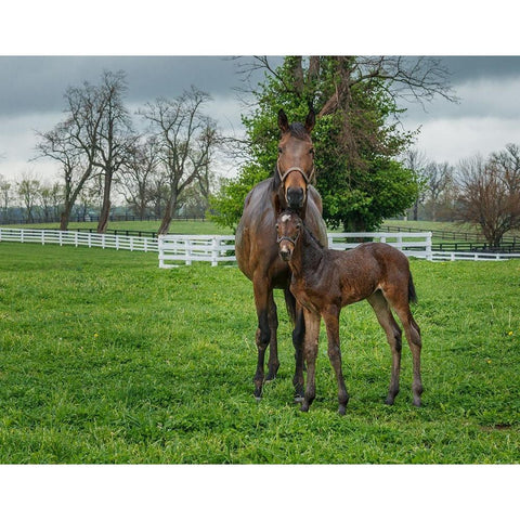 Mare And Foal 2 Gold Ornate Wood Framed Art Print with Double Matting by Galloimages Online