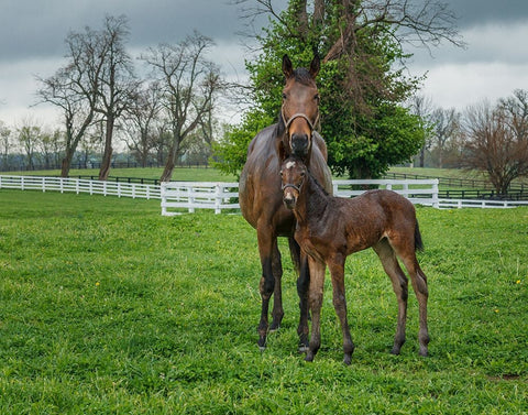 Mare And Foal 2 Black Ornate Wood Framed Art Print with Double Matting by Galloimages Online