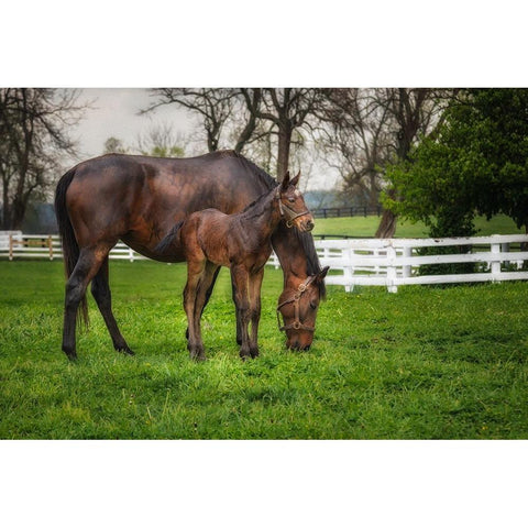 Mare And Foal Together Black Modern Wood Framed Art Print with Double Matting by Galloimages Online