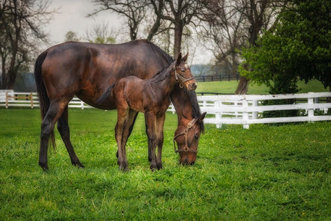 Mare And Foal Together Black Ornate Wood Framed Art Print with Double Matting by Galloimages Online