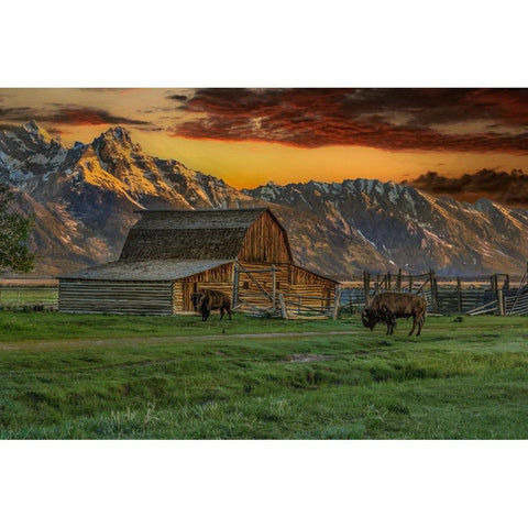 Moulton Barn At Sunrise With Bison White Modern Wood Framed Art Print by Galloimages Online