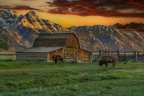 Moulton Barn At Sunrise With Bison Black Ornate Wood Framed Art Print with Double Matting by Galloimages Online