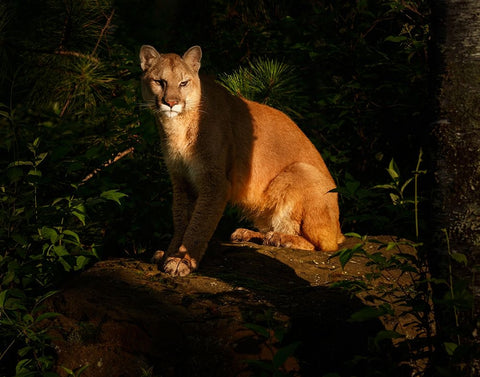 Mountain Lion At Sunrise White Modern Wood Framed Art Print with Double Matting by Galloimages Online