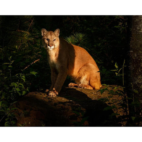 Mountain Lion At Sunrise Black Modern Wood Framed Art Print by Galloimages Online