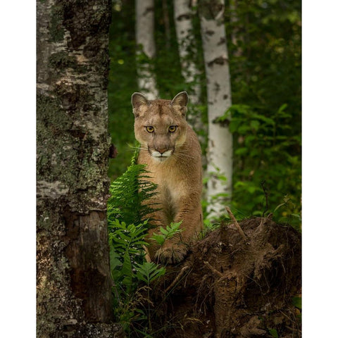Mountain Lion Forest Pose Black Modern Wood Framed Art Print with Double Matting by Galloimages Online