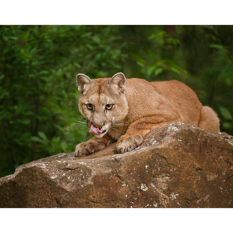Mountain Lion Lunch Black Modern Wood Framed Art Print with Double Matting by Galloimages Online