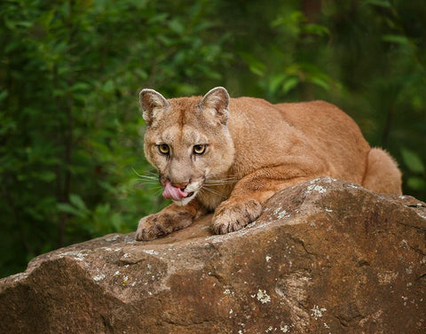 Mountain Lion Lunch Black Ornate Wood Framed Art Print with Double Matting by Galloimages Online