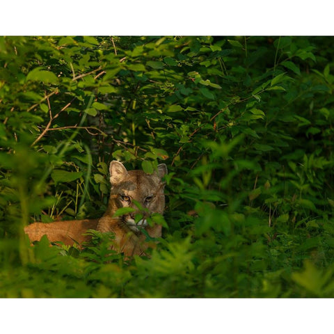 Mountain Lion Lurks In Bush Black Modern Wood Framed Art Print by Galloimages Online