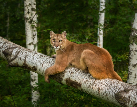 Mountain Lion On Forest Log White Modern Wood Framed Art Print with Double Matting by Galloimages Online