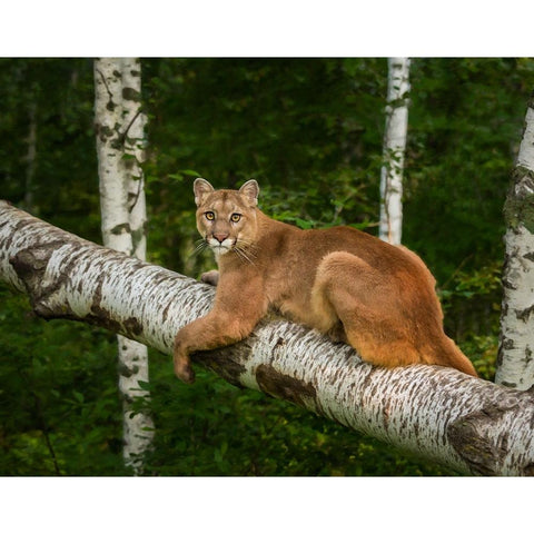 Mountain Lion On Forest Log White Modern Wood Framed Art Print by Galloimages Online