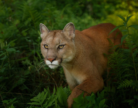 Mountain Lion On The Prowl White Modern Wood Framed Art Print with Double Matting by Galloimages Online