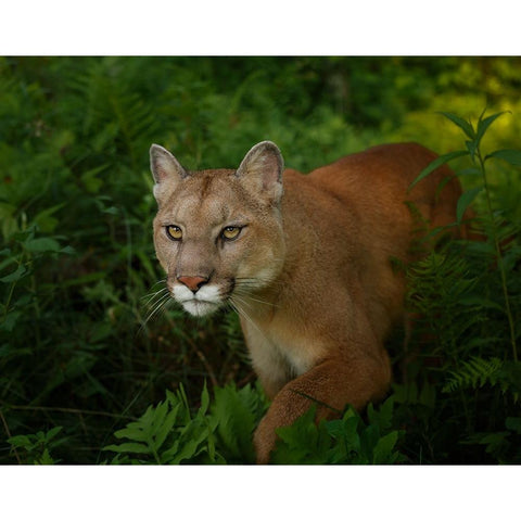 Mountain Lion On The Prowl White Modern Wood Framed Art Print by Galloimages Online