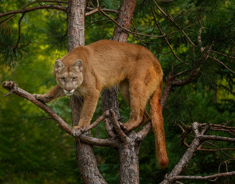 Mountain Lion Stare White Modern Wood Framed Art Print with Double Matting by Galloimages Online
