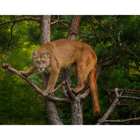 Mountain Lion Stare Black Modern Wood Framed Art Print with Double Matting by Galloimages Online