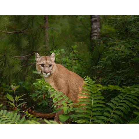 Mountain Lion With Ferns White Modern Wood Framed Art Print by Galloimages Online