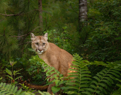 Mountain Lion With Ferns White Modern Wood Framed Art Print with Double Matting by Galloimages Online