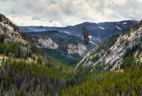 Mountains With Eagle White Modern Wood Framed Art Print with Double Matting by Galloimages Online