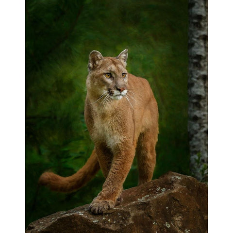 Proud Mountain Lion 2 White Modern Wood Framed Art Print by Galloimages Online