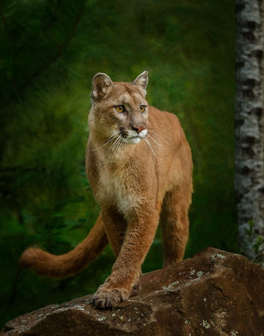 Proud Mountain Lion 2 White Modern Wood Framed Art Print with Double Matting by Galloimages Online