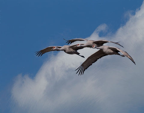 Sandhill Crane 3 Oil Paint White Modern Wood Framed Art Print with Double Matting by Galloimages Online