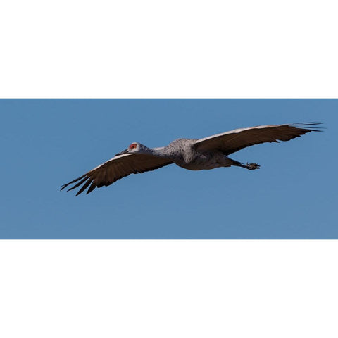 Sandhill Crane In Flight Gold Ornate Wood Framed Art Print with Double Matting by Galloimages Online