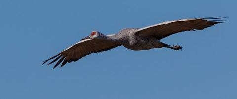 Sandhill Crane In Flight Black Ornate Wood Framed Art Print with Double Matting by Galloimages Online