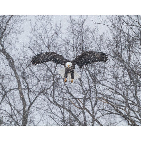 Snowy Eagle White Modern Wood Framed Art Print by Galloimages Online