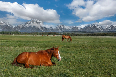 Teton Horses White Modern Wood Framed Art Print with Double Matting by Galloimages Online