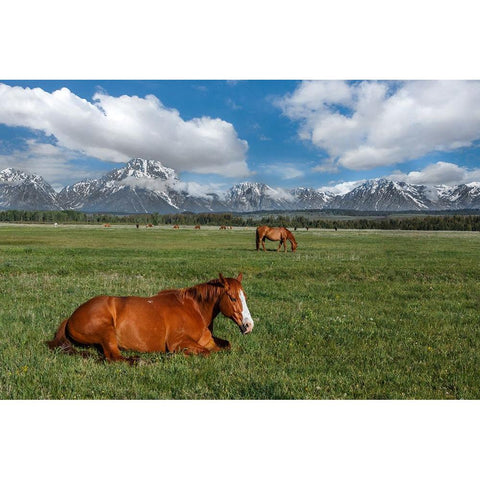 Teton Horses White Modern Wood Framed Art Print by Galloimages Online