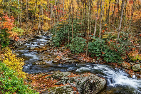 Tremont Stream Black Ornate Wood Framed Art Print with Double Matting by Galloimages Online