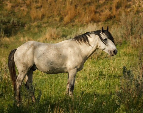 Wild Horse White Modern Wood Framed Art Print with Double Matting by Galloimages Online