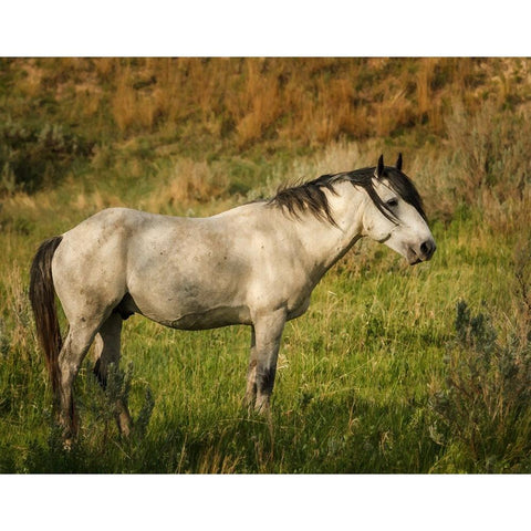 Wild Horse Black Modern Wood Framed Art Print with Double Matting by Galloimages Online