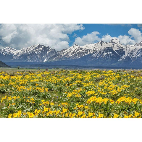 Wild Flowers With Mountains (YNP) Black Modern Wood Framed Art Print with Double Matting by Galloimages Online