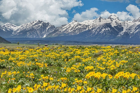 Wild Flowers With Mountains (YNP) Black Ornate Wood Framed Art Print with Double Matting by Galloimages Online