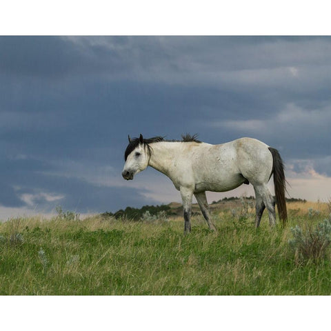 Wild Horse - Stallion (Storm) Black Modern Wood Framed Art Print with Double Matting by Galloimages Online