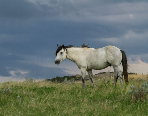 Wild Horse - Stallion (Storm) White Modern Wood Framed Art Print with Double Matting by Galloimages Online