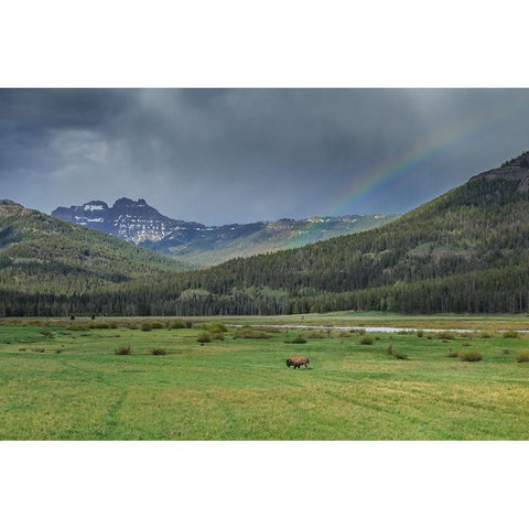 Yellowstone Bison With Rainbow Gold Ornate Wood Framed Art Print with Double Matting by Galloimages Online