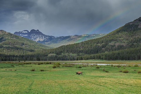 Yellowstone Bison With Rainbow Black Ornate Wood Framed Art Print with Double Matting by Galloimages Online