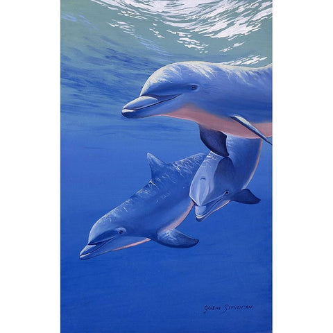 Dolphin Smile Black Modern Wood Framed Art Print by Stevenson, Graeme