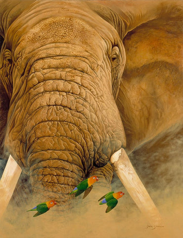 The Bull White Modern Wood Framed Art Print with Double Matting by Stevenson, Graeme