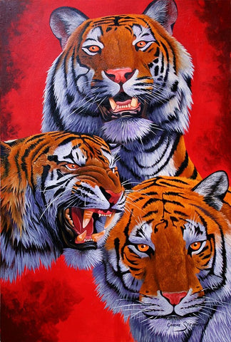 Tigers White Modern Wood Framed Art Print with Double Matting by Stevenson, Graeme