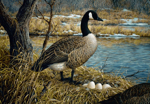 Canadian Goose Black Ornate Wood Framed Art Print with Double Matting by Tift, Jeff