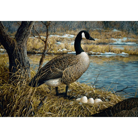 Canadian Goose Black Modern Wood Framed Art Print with Double Matting by Tift, Jeff