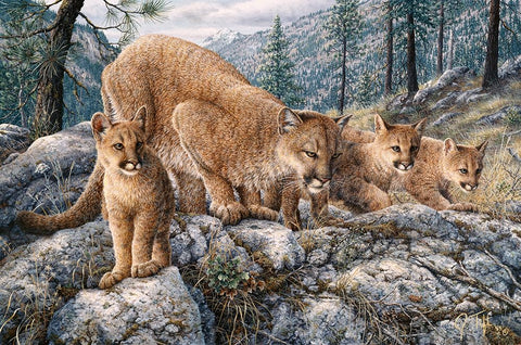 Cat Family White Modern Wood Framed Art Print with Double Matting by Tift, Jeff