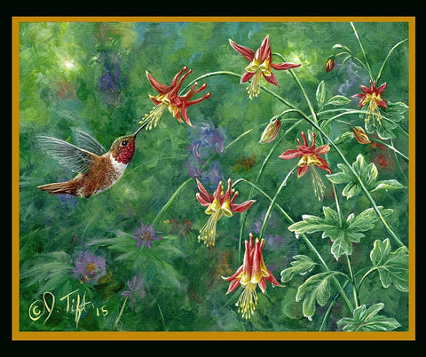 Rufous Hummingbird White Modern Wood Framed Art Print with Double Matting by Tift, Jeff