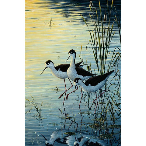 Elegant Trio - Blacknecked Stilts Black Modern Wood Framed Art Print with Double Matting by Tift, Jeff