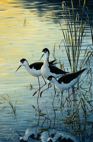 Elegant Trio - Blacknecked Stilts White Modern Wood Framed Art Print with Double Matting by Tift, Jeff