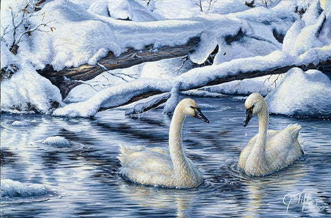 Tundra Swans White Modern Wood Framed Art Print with Double Matting by Tift, Jeff