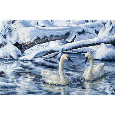 Tundra Swans White Modern Wood Framed Art Print by Tift, Jeff