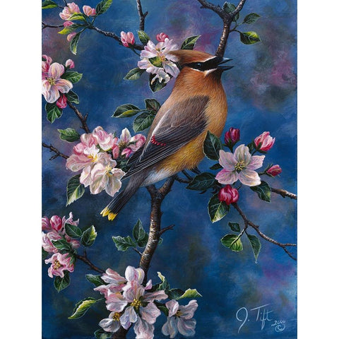 Cedar Waxwing Black Modern Wood Framed Art Print with Double Matting by Tift, Jeff